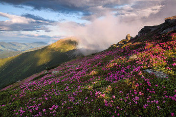 Amazing spring mountain scenery. A lawn covered with flowers of pink rhododendron. Natural landscape with beautiful sky. The revival of the planet.
