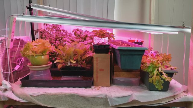 Home gardening - Transplant vegetables like tomatoes, eggplants, cabbage, lettuce, and peppers being grow indoor under full spectrum LED red grow light.