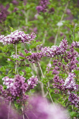 lilac flowers in the park