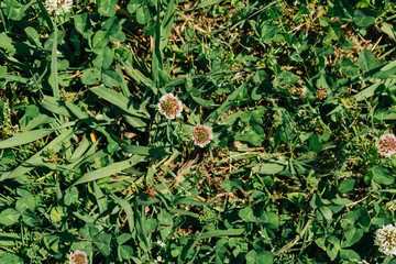 Outdoor Greenery Nature