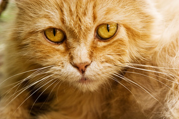 Cat's eyes close up. Cat's look in full screen. Red cat studio photo. A pet. Stray cats. Abandoned animals and shelters for them. Charity