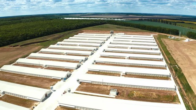 Poultry farm industrial. Complex of white buildings poultry farm