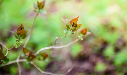 Green leaves on a branch-close-up. Beautiful summer background. Sunshine