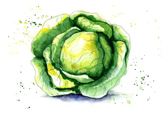 Watercolor cabbage ketch with splashes. Hand draw illustration isolated on a white background