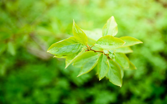 Green leaves on a branch-close-up. Beautiful summer background. Sunshine