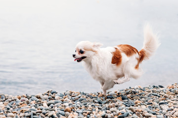 happy beautiful small dog runs on the beach of the sea