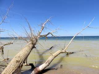 Dead tree on the beach.