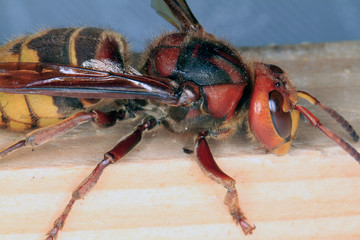 Hornet, Vespa crabro, Insect, Fold wasp, Thuringia, Germany, Europe