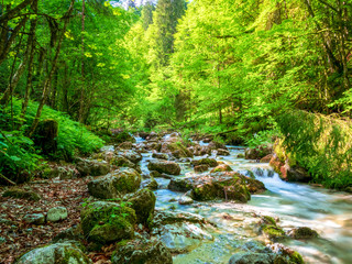 Bavarian wild river with surrounding green forest nature landscape