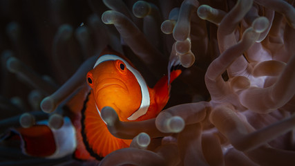 Clownfisch Nemo in Anemone beim Tauchen auf den Philippinen