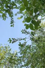 Blooming trees in the garden and blue sky. Spring. Warm bright sunny day