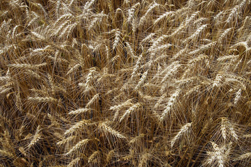 Ripe spikelets of barley
