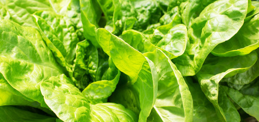 Background of fresh lettuce leaves closeup. View from above