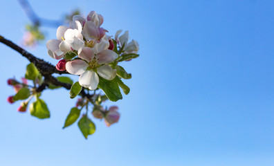 Blooming apple tree against the sky. Spring flowers. Spring background