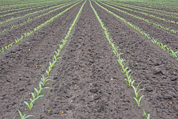 Fototapeta na wymiar Long rows of young maize plants on a field