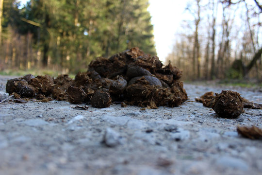 Pferdekot oder Pferde&auml;pfel auf einem Waldweg.