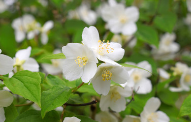 Beautiful white jasmine flowers in the garden. Spring background.
