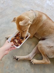 Holding a rice dish and feeding the dog food
The dog is sitting Waiting for the owner to feed In which the feed is fried chicken mixed with brown rice