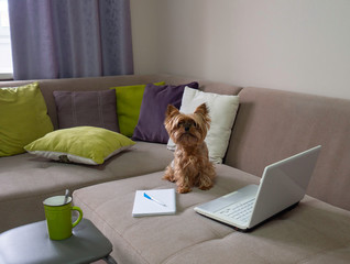Small funny pet dog yorkshire terrier is working on laptop computer at home office. Online learning and working concept.  Distance education on the sofa