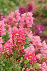 Look! Flowers are blooming. They are beautiful!
