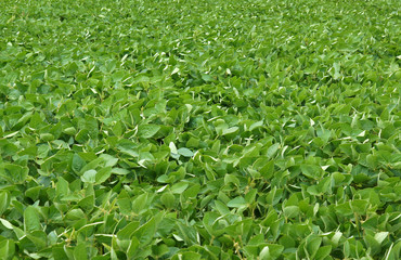 Soybean Field in summer