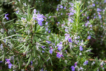 Blooms on a rosemary plant