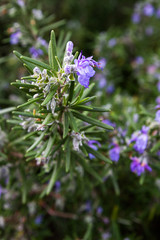 Blooms on a rosemary plant