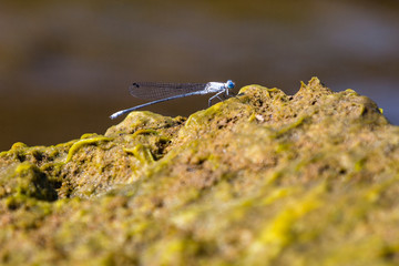 close up dragon fly on the shore of Lake Malawi