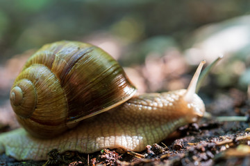 Schnecke mit Schneckenhaus auf Waldboden