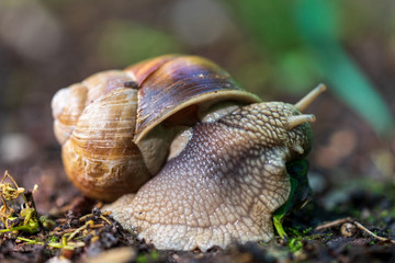 Schnecke mit Schneckenhaus auf Waldboden