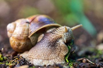 Schnecke mit Schneckenhaus auf Waldboden
