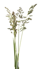 Wild grass isolated on white