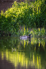 Birds and animals in wildlife concept. Amazing mallard duck swims in lake or river with blue water under sunlight landscape. Closeup perspective of funny duck.