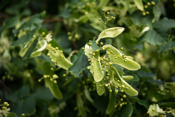 gentle green leaves and buds of linden flowers close-up
