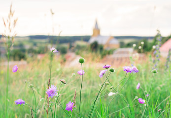 purple wildflowers against which a view of the city and the Catholic Church