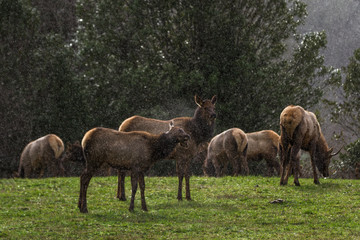 Roosevelt elk - Cervus canadensis roosevelti