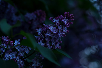 night lilac flowers of purple lilac