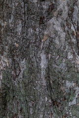 
Texture of fruit tree bark.