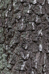 Texture of an old birch trunk.