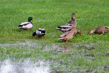 Mallard ducks in the yard