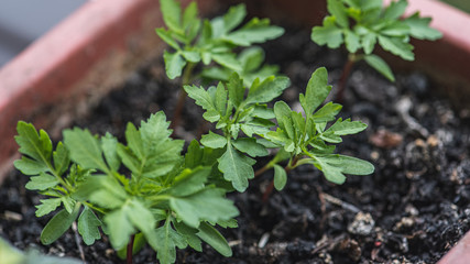 green little plant growing in the ground in a brown pot. Selective focus