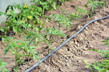 Greenhouse with drip irrigation when growing tomatoes
