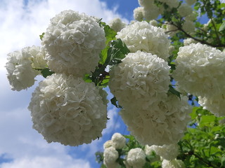 Biały wiosenny kwiat