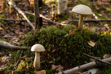 Two mushrooms grow in the forest. Mushrooms in grass. Mushroom hunting. Mushroom picking.