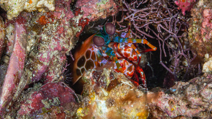 Fangschreckenkrebs, Mantis Shrimp,  beim Tauchen auf den Philippinen