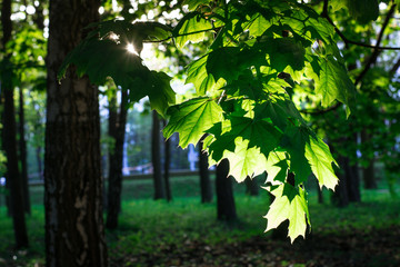 sunlight passing through sturdy maple leaves