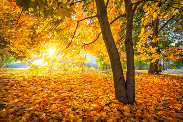 Кленовая осень в Царицыно Rays of the sun through golden autumn maple leaves