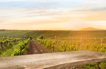 Ripe grapes on the vines in Tuscany, Italy. Picturesque winery farm, vineyard. Sunset warm light,...