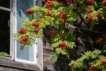 Rowan branches with ripe fruits close-up. Red rowan berries on the rowan tree branches, ripe rowan berries closeup and green leaves.