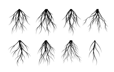 Set Vector Roots. Trees and element of nature. 